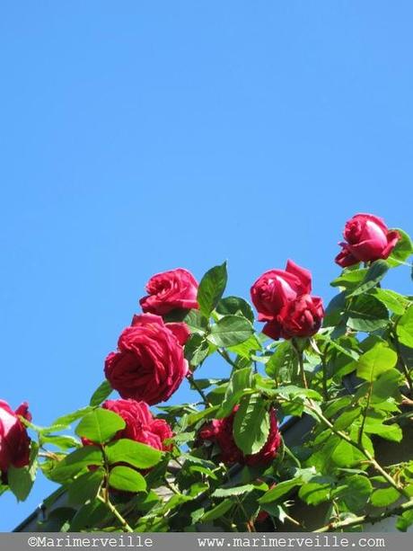 roses de mai