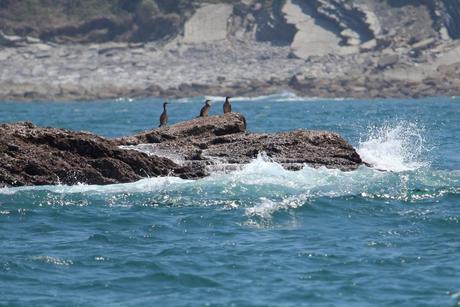 grands cormorans sur la corniche d' Hendaye