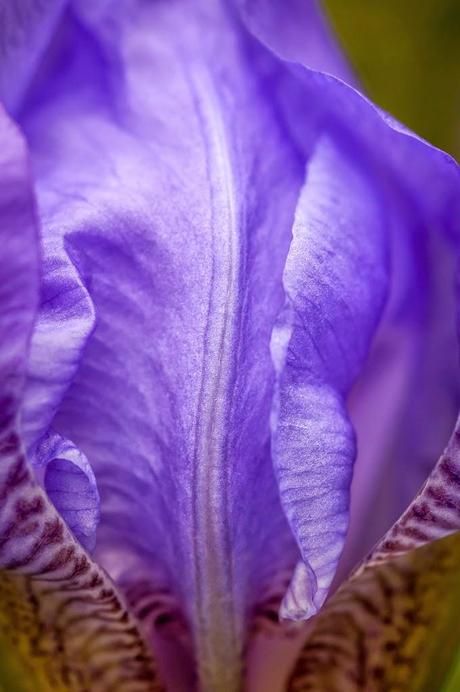 Les iris de mon jardin