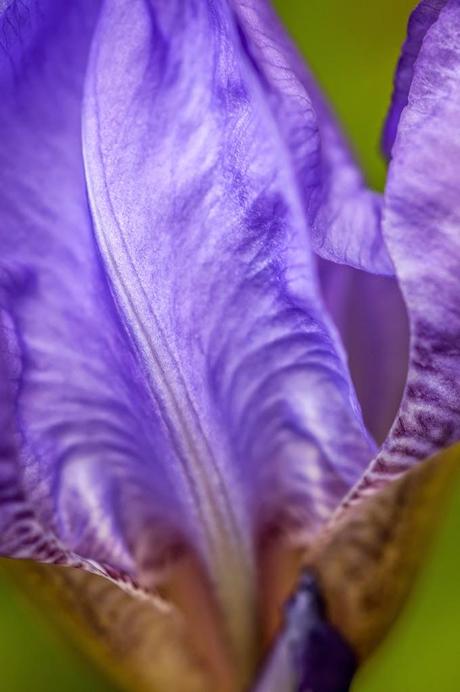 Les iris de mon jardin