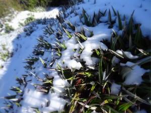 Mount-Field_national-park_bush-and-snow