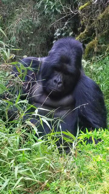 Ouganda - les gorilles dans la brume