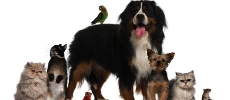 Bientôt une taxe sur les animaux dans toute l’Europe ? animaux