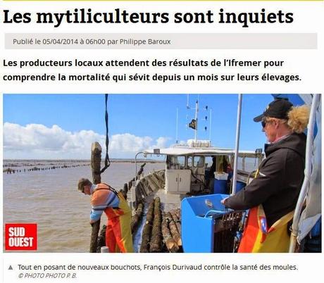 Pertuis breton : une réponse sur la mortalité des moules