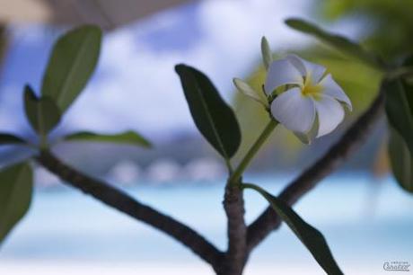Fleur de frangipanier, Bora Bora, Polynésie Française