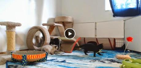 Pause bonne humeur : des chatons en direct