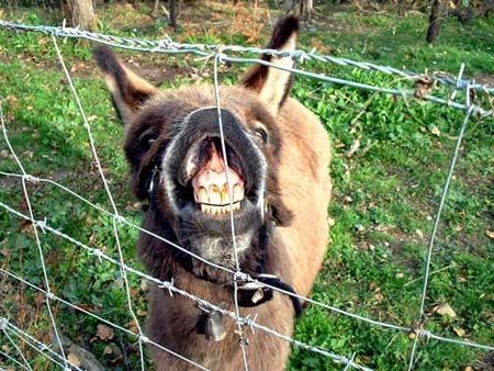 Chapître 1 : les animaux errants. Un guide spécial pour vous dissuader de passer vos vacances en Corse.