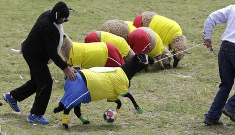 La Coupe du Monde des moutons (Colombie)
