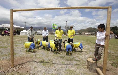La Coupe du Monde des moutons (Colombie)
