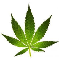 Le cannabis ennemi du sperme Le cannabis ennemi du sperme