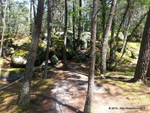 Running a deux en Foret de FONTAINEBLEAU 20140608_130038