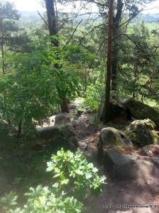 Running a deux en Foret de FONTAINEBLEAU 20140608_120636