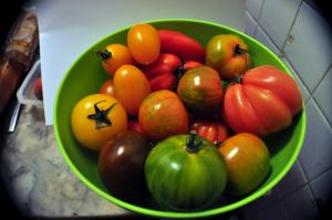 Tomates Multicolores