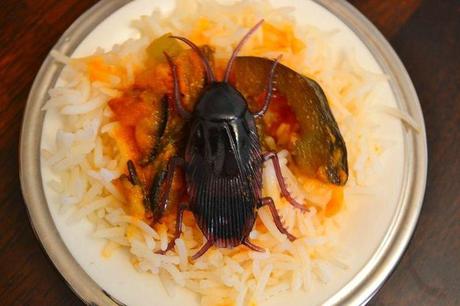 insectes-comestibles-eat-manger-plats-mogwaii (31)