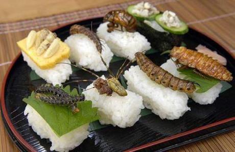 insectes-comestibles-eat-manger-plats-mogwaii (7)