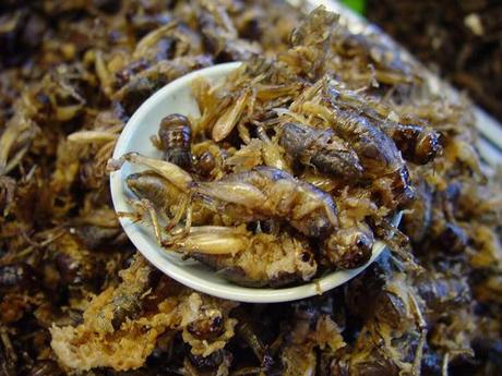 insectes-comestibles-eat-manger-plats-mogwaii (22)