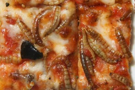 insectes-comestibles-eat-manger-plats-mogwaii (11)