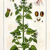 Ces publicitaires ont découvert comment attirer l'attention des chats...et de leur maître Cataire