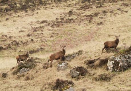 cerfs-ile-mull Cerfs île de Mull