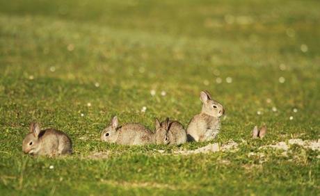 lapins-ile-mull Lapins, île de Mull