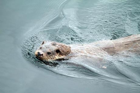 loutre-ile-mull loutre île de Mull
