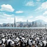 1600 Panda World – Paulo Grangeon 1600 Panda 12