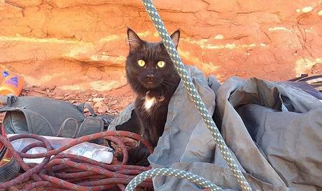 Millie le Chat Alpiniste millie