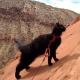 Millie le Chat Alpiniste millie-07