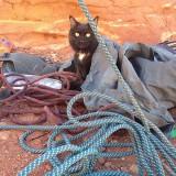 Millie le Chat Alpiniste millie-02
