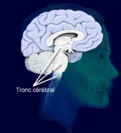 4 Clefs pour Être Attentif tronc cerebral
