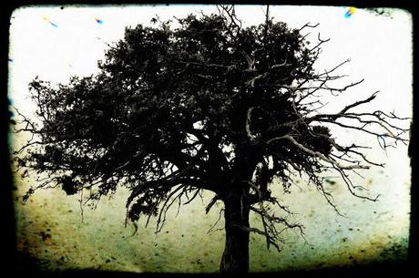 Tree of life #1