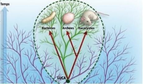 LUCA, le dernier ancêtre commun universel aux êtres vivants actuel