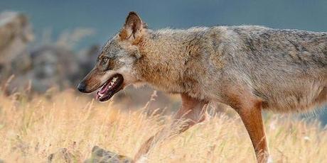 Le loup gris (« Canis lupus »).