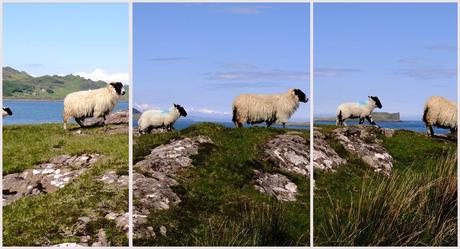 trotternish skye scotland ecosse moutons Road Trip en Ecosse II : lîle de Skye