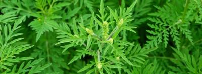 Ambroisie et autres plantes invasives plantes invasives,ambroisie,santé,tournesol,allergie,pollen,agriculteurs,désherbant