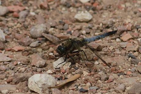 Dans la savane avec le Conservatoire Dans la savane avec le Conservatoire