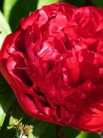 Gâteau aux fraises P1020454