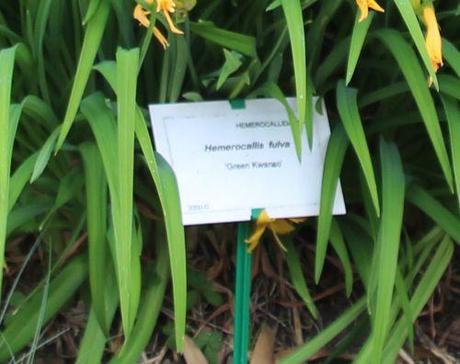 n hemerocallis étiq marnay 8 mai 2014 063.jpg