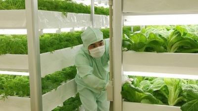 agriculture,légumes,épinards,japon,technologies,pesticides