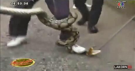 Thaïlande attraper un serpent: Leçon N°1 [HD]