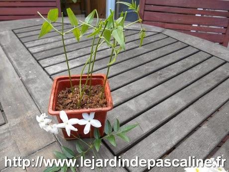Commérages sur le jardin Commérages sur le jardin