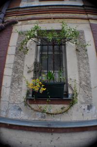 Monkey Eyes (203) Barreaux et Plantes
