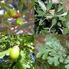 290px-Quercus_sp_mosaic_leaves_fruits