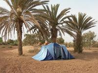 Deux fois plus de dattes à Ouarzazate et dans la Vallée du Drâa