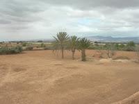 Deux fois plus de dattes à Ouarzazate et dans la Vallée du Drâa