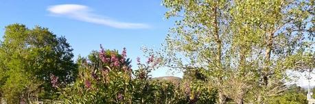 Lilas d'été Lilas d'été