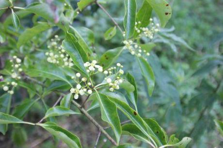 La floraison des fusains, la suite euo grandi romi 22 juin 2014 041 (3).jpg