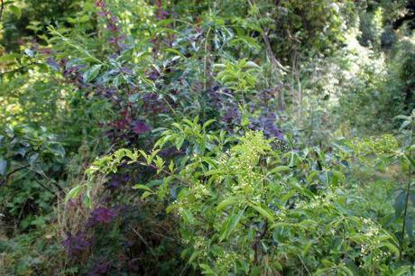 La floraison des fusains, la suite euo grandi romi 22 juin 2014 041 (2).jpg