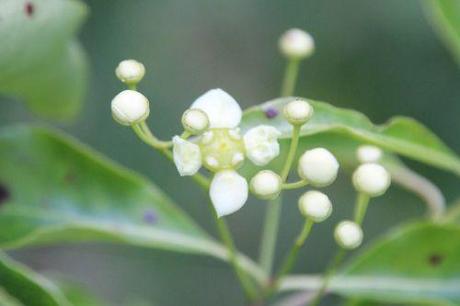 La floraison des fusains, la suite euo grandi romi 22 juin 2014 041 (5).jpg