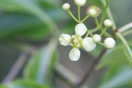 La floraison des fusains, la suite euo grandi romi 22 juin 2014 041 (4).jpg